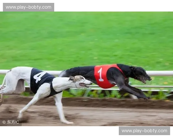 迪拜的黄金浪潮vs.悉尼的海风轻语：一个不容错过的中东-澳洲文明对话